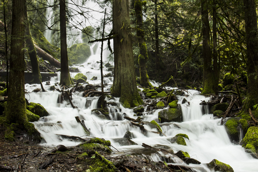 Forest stream flowing over rocks